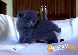 Pui pisica british blue
