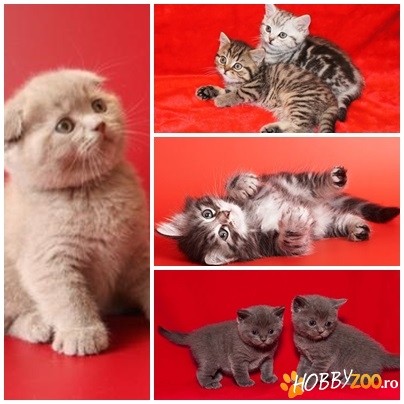 BRITISH SHORTHAIR de VANZARE