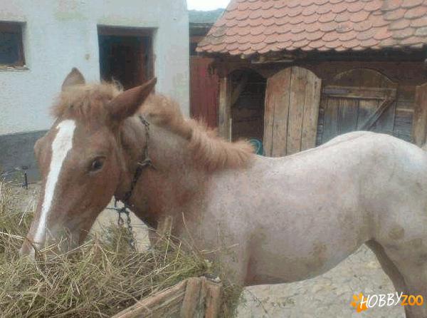 Manza semigrea cu dunga alba