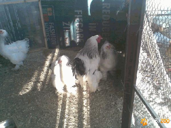 vand oua si pui brahma herminat deschis