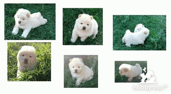 Băieți și fetițe Chow Chow 