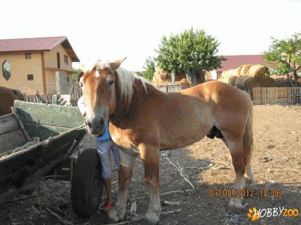Vanzare Cai Semigrei