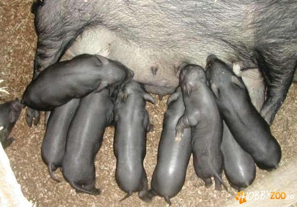 vietnamez la schimb sau vanzare