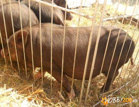 purcei vietnamezi bine crescuti