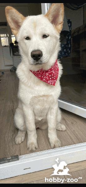 Akita inu japonez 5 luni