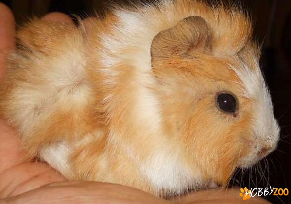pui porcusori de guineea