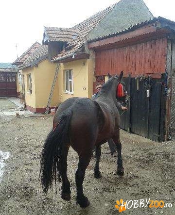 Iapa mare gestanta in Brasov
