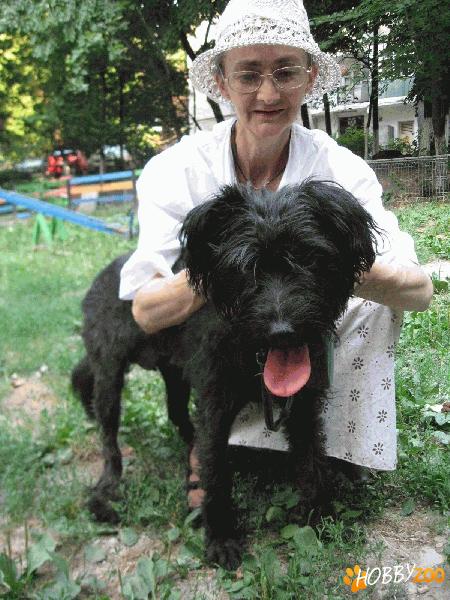 Donez catelusa rasa Canis