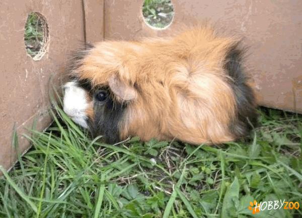 porci de guineea angora