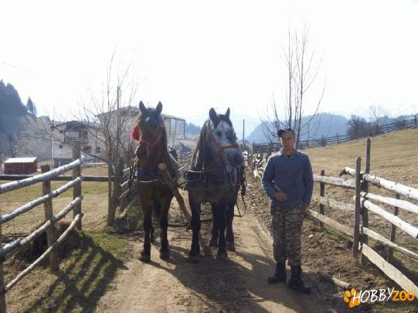 Vand o pereche de cai