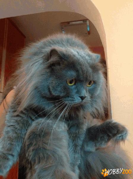 Motan Scottish Fold Longhair