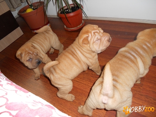 vind shar pei deosebiti