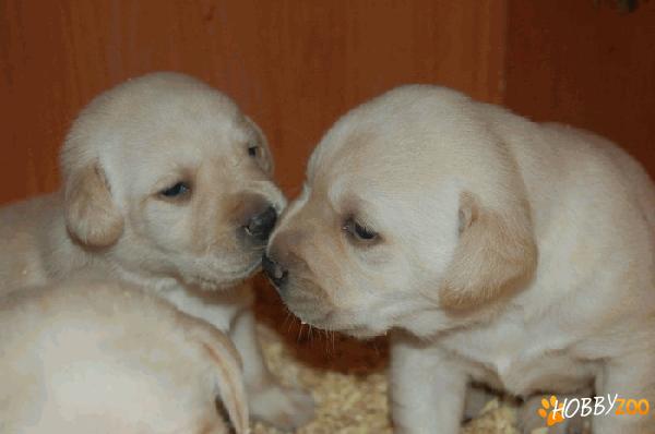 pui labrador retriever