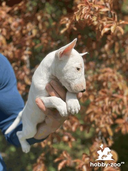 Bull Terrier miniatural cățeluși