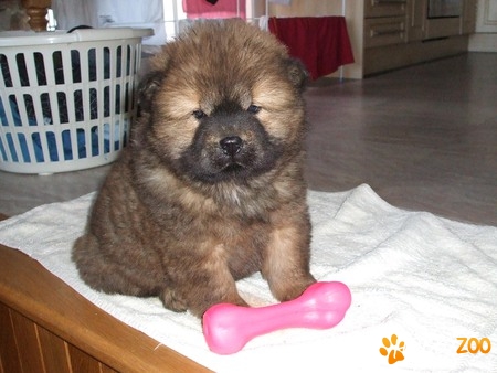 vand pui chow chow limba mov