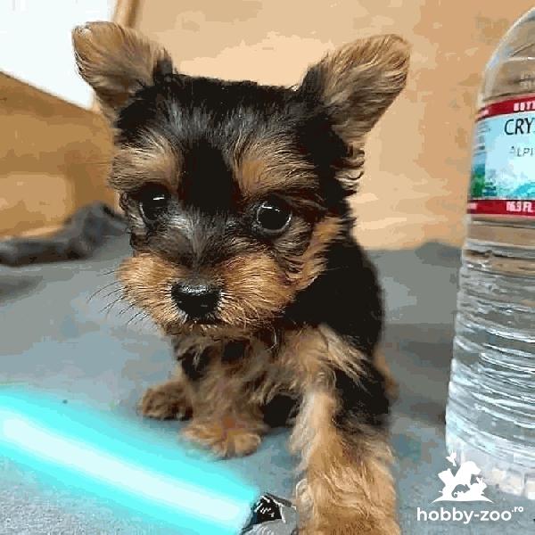 Căței Yorkshire Terrier