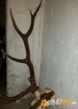 Trofeu de cerb carpatin