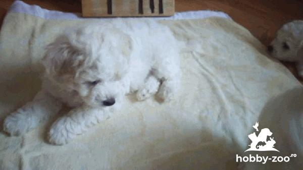 Bichon Frise catelusi de vanzare