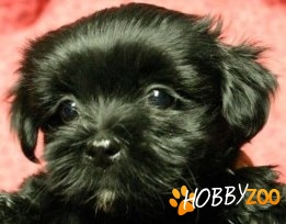 pui bichon 450 ron superoferta