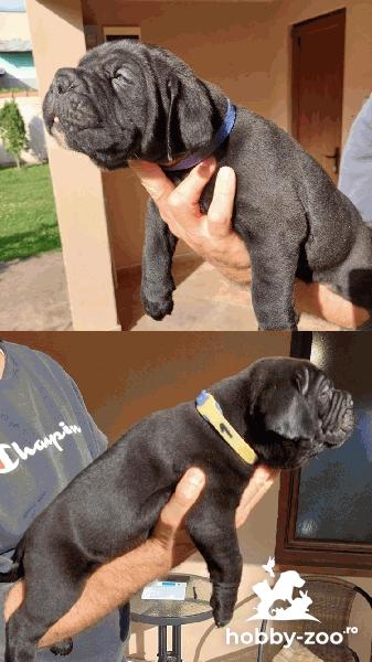 Cane Corso catelusi de vanzare