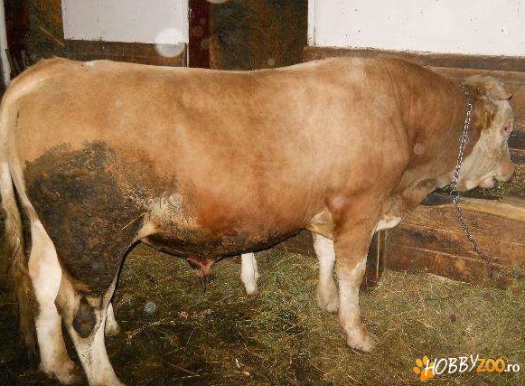 taur rasa baltata romaneasa