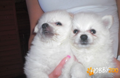 pomeranian de vanzare