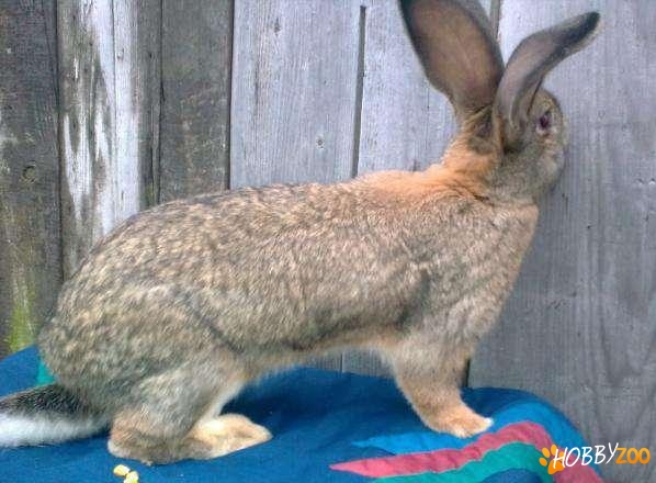  Iepuri marele belgian