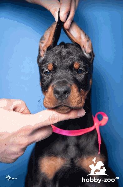 Doberman cățeluși de vânzare