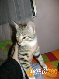 Motanel tarcat jucaus