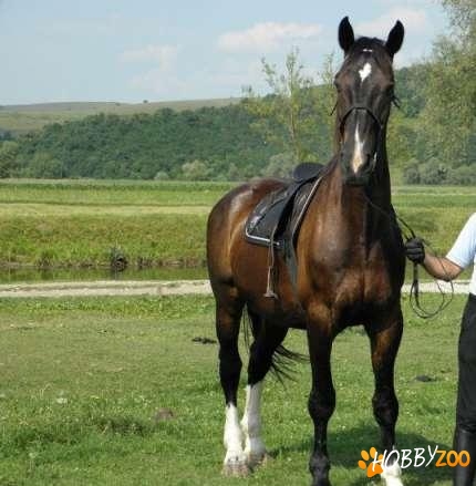 cal rasa gelderlander bland