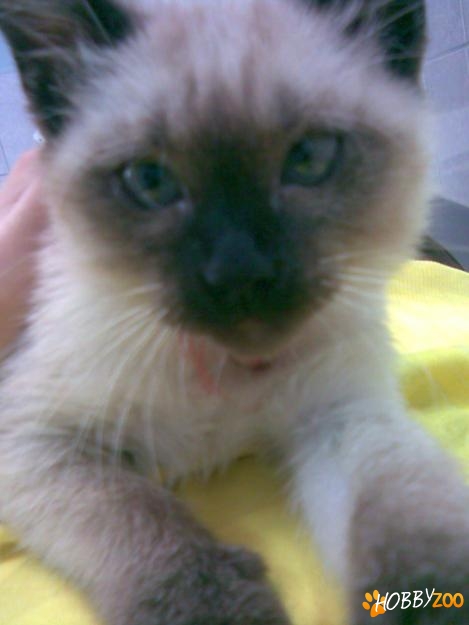 vand pisoias birmanez