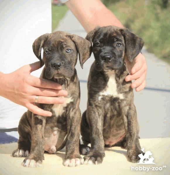 Cane Corso catelusi de vanzare