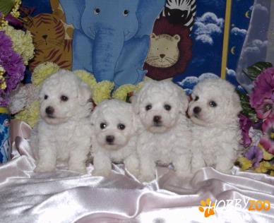vand catei bichon frise