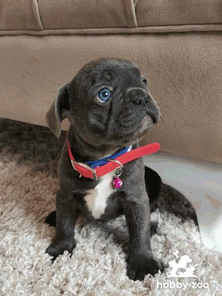 Buldog francez cățeluși