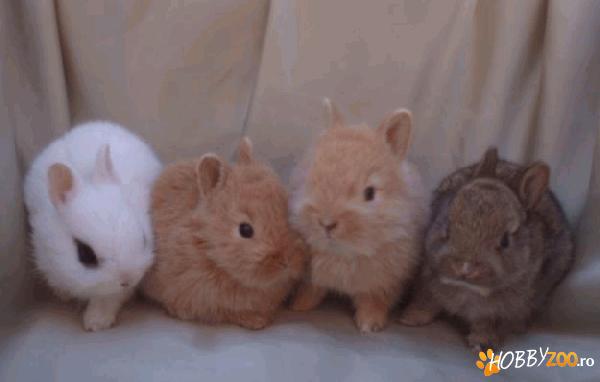 Cuib Iepuri de casa pitici Angora