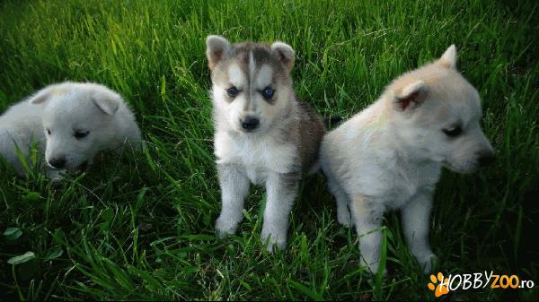 Husky Siberian de vanzare