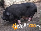 Se vand porci vietnamezi