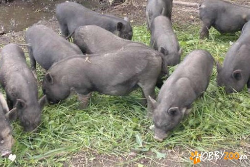 Vietnamezi Oferta greu de refuzat