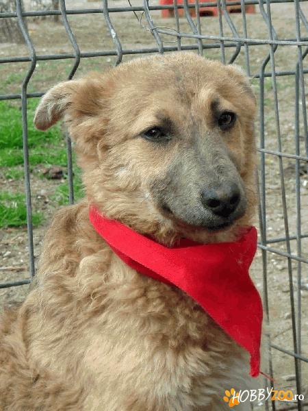 Daca ma adopti te voi iubi necondit