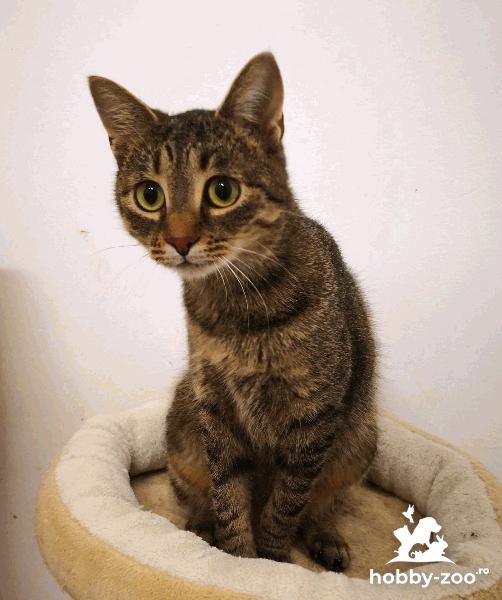 Pupica de adoptat si iubit