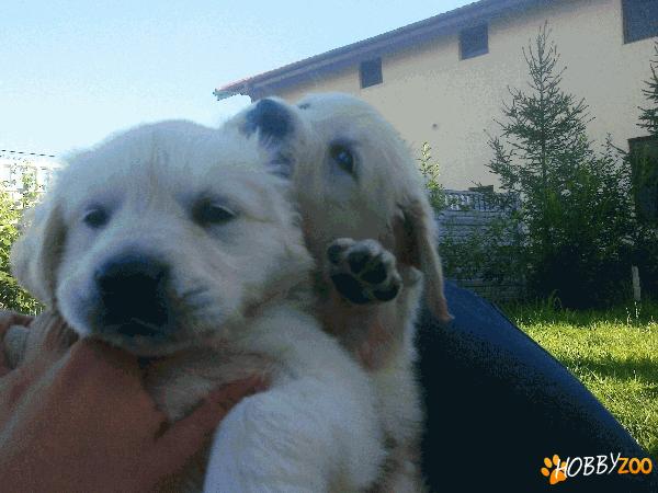 Pui GOLDEN RETRIEVER superbi