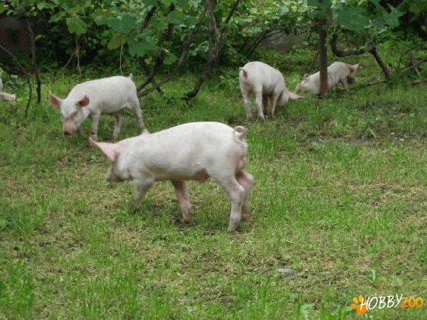purcei landrace marele alb