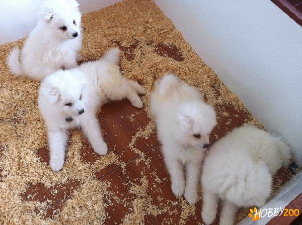 Puiuti deosebiti de samoyed