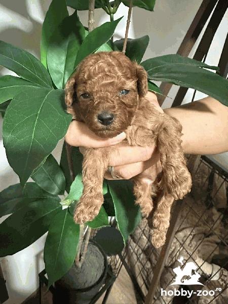 Caniche Toy de vanzare