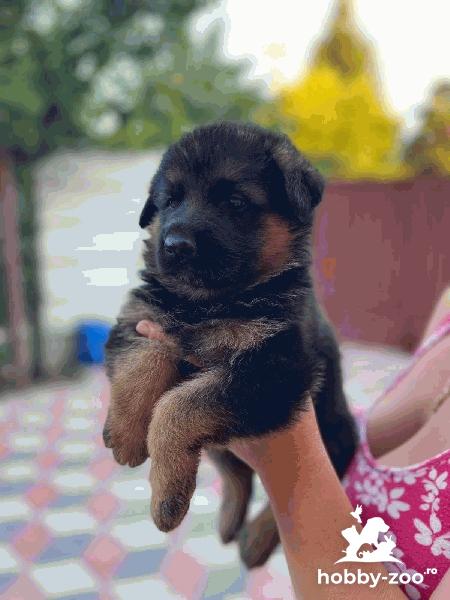 Ciobănesc german cu pedigree 