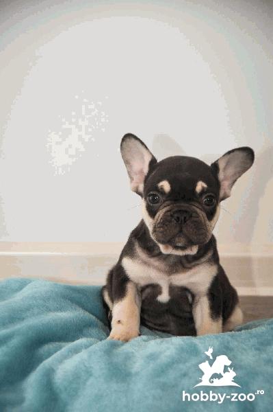 Iepuri Marele belgian pui