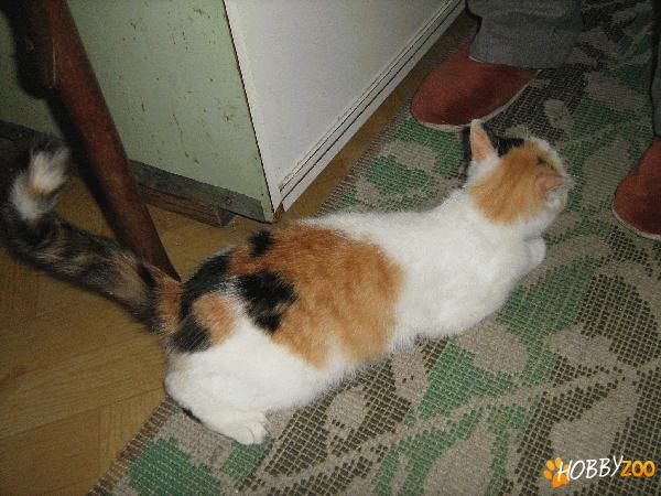 Ofer spre adoptie pisicuta alba cu pete 
