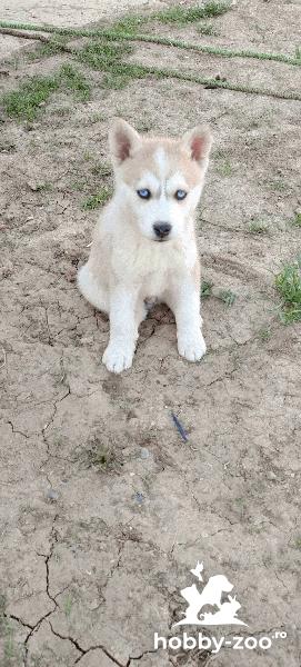 Husky Siberian de vanzare