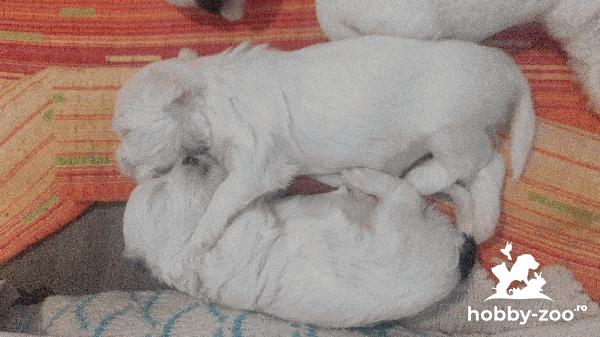   De Vânzare Pui Bichon Maltez 