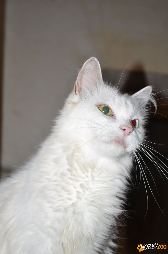 Pisici adulte metis angora
